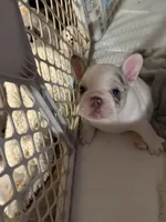 Rosie, a female French Bulldog for sale in Sevierville, TN – 7 of 7