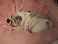 Rosie, a female French Bulldog for sale in Sevierville, TN – 4 of 7