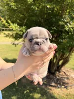 River, a male French Bulldog for sale in Sevierville, TN – 5 of 9