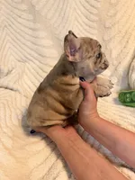 Violet, a female French Bulldog for sale in Sevierville, TN – 6 of 10