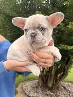 Oliver, a male French Bulldog for sale in Sevierville, TN – 2 of 9