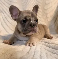 River, a male French Bulldog for sale in Sevierville, TN – 2 of 9