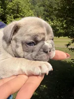 River, a male French Bulldog for sale in Sevierville, TN – 4 of 9