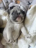 River, a male French Bulldog for sale in Sevierville, TN – 9 of 9