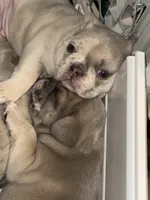 Oliver, a male French Bulldog for sale in Sevierville, TN – 3 of 7