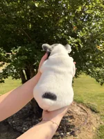 Daisy, a female French Bulldog for sale in Sevierville, TN – 9 of 10