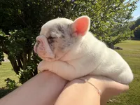 Rosie, a female French Bulldog for sale in Sevierville, TN – 5 of 7