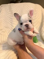 Rosie, a female French Bulldog for sale in Sevierville, TN – 3 of 7