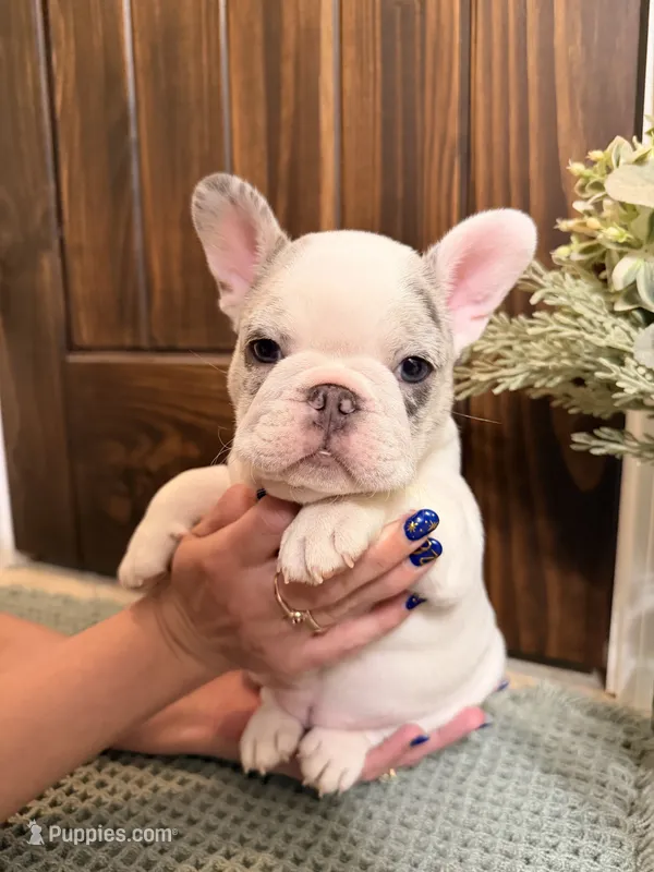 Rosie – French Bulldog puppy for sale in Sevierville, TN