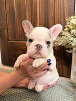 Rosie, a female French Bulldog for sale in Sevierville, TN – 1 of 9