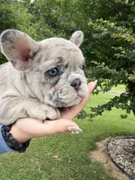 Violet, a female French Bulldog for sale in Sevierville, TN – 10 of 10