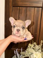 Violet, a female French Bulldog for sale in Sevierville, TN – 1 of 10