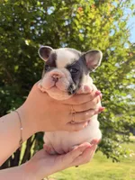 Daisy, a female French Bulldog for sale in Sevierville, TN – 10 of 10