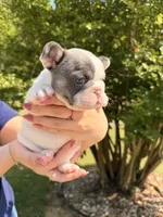 Daisy, a female French Bulldog for sale in Sevierville, TN – 8 of 10
