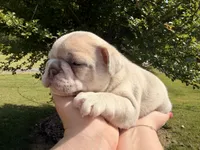Oliver, a male French Bulldog for sale in Sevierville, TN – 4 of 7