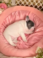 Daisy, a female French Bulldog for sale in Sevierville, TN – 5 of 10