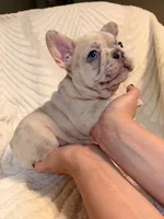 Oliver, a male French Bulldog for sale in Sevierville, TN – 5 of 7