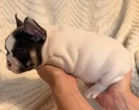 Daisy, a female French Bulldog for sale in Sevierville, TN – 2 of 10