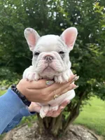 Rosie, a female French Bulldog for sale in Sevierville, TN – 2 of 9
