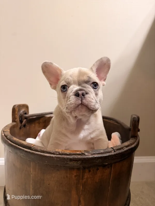 Oliver – French Bulldog puppy for sale in Sevierville, TN