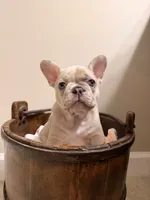 Oliver, a male French Bulldog for sale in Sevierville, TN – 1 of 9