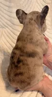 Violet, a female French Bulldog for sale in Sevierville, TN – 4 of 10