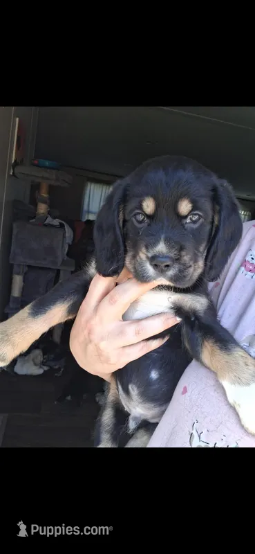 Ned – Cardigan Welsh Corgi, Cocker Spaniel puppy for sale in Moncks Corner, SC