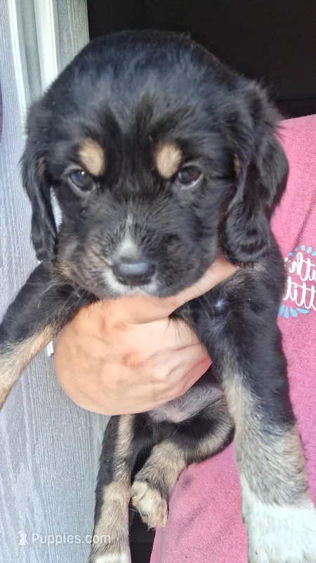 Sansha – Cocker Spaniel puppy for sale in Moncks Corner, SC