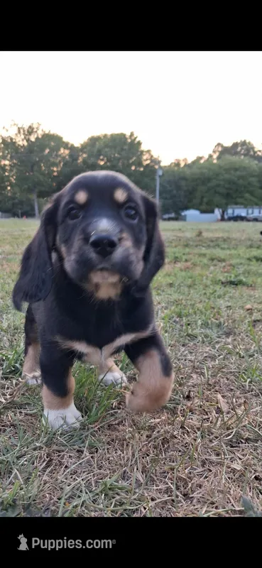 Ned – Cardigan Welsh Corgi, Cocker Spaniel puppy for sale in Moncks Corner, SC
