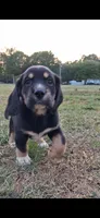 Polo, a male Cardigan Welsh Corgi and Cocker Spaniel for sale in Moncks Corner, SC – Photo 1 of 5