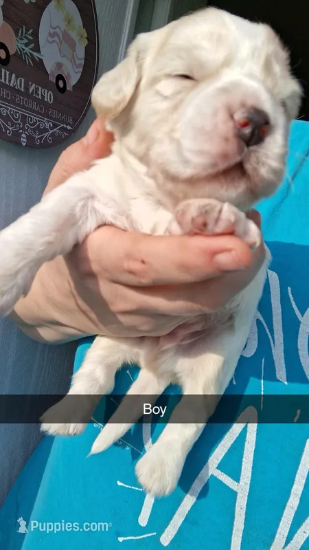 Tyrion  – Cocker Spaniel puppy for sale in Moncks Corner, SC