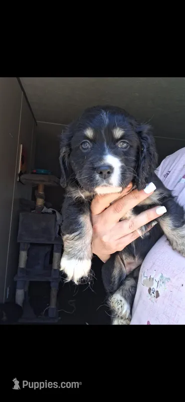 Daenery – Cardigan Welsh Corgi, Cocker Spaniel puppy for sale in Moncks Corner, SC