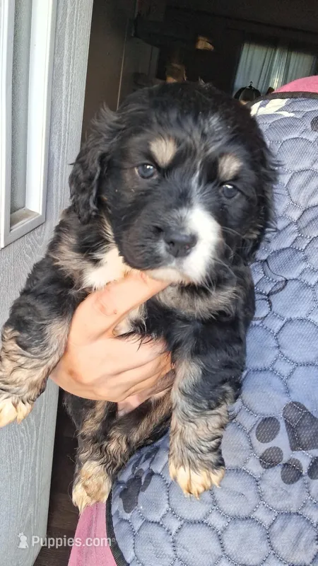 Daenery – Cocker Spaniel puppy for sale in Moncks Corner, SC