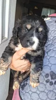 Daenery, a female Cardigan Welsh Corgi and Cocker Spaniel for sale in Moncks Corner, SC – Photo 1 of 2