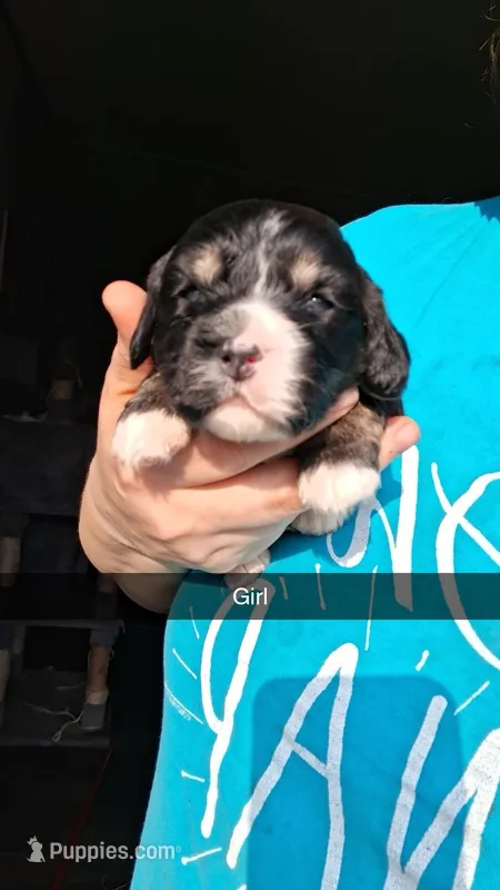 Daenery – Cocker Spaniel puppy for sale in Moncks Corner, SC