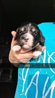 Daenery, a female Cardigan Welsh Corgi and Cocker Spaniel for sale in Moncks Corner, SC – Photo 2 of 2