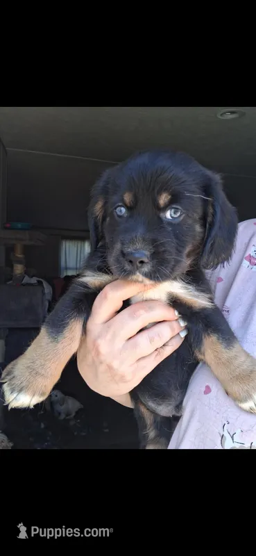 Drogo – Cardigan Welsh Corgi, Cocker Spaniel puppy for sale in Moncks Corner, SC