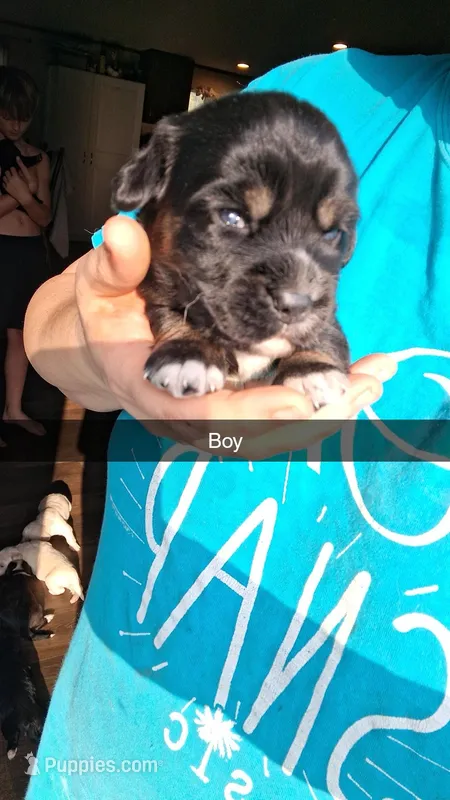 Drogo – Cocker Spaniel puppy for sale in Moncks Corner, SC