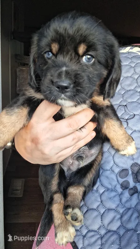 Drogo – Cocker Spaniel puppy for sale in Moncks Corner, SC