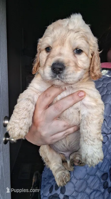Jon snow – Cocker Spaniel puppy for sale in Moncks Corner, SC