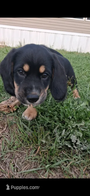 Polo – Cardigan Welsh Corgi, Cocker Spaniel puppy for sale in Moncks Corner, SC