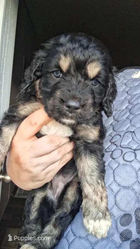 Khal – Cardigan Welsh Corgi, Cocker Spaniel puppy for sale in Moncks Corner, SC