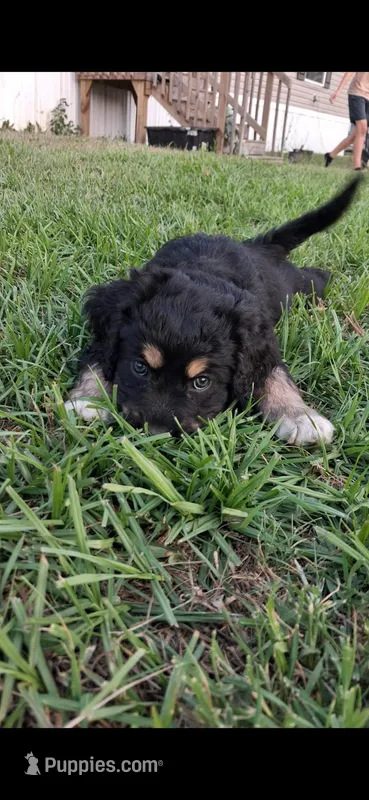 Khal – Cardigan Welsh Corgi, Cocker Spaniel puppy for sale in Moncks Corner, SC