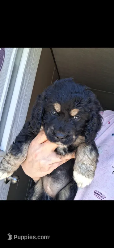 Khal – Cardigan Welsh Corgi, Cocker Spaniel puppy for sale in Moncks Corner, SC