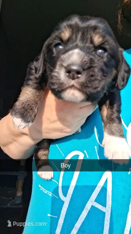 Khal – English Cocker Spaniel puppy for sale in Moncks Corner, SC