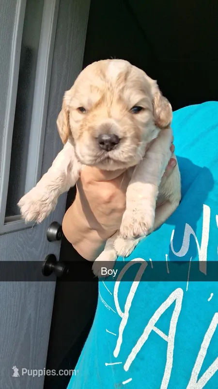 Stark – Cocker Spaniel puppy for sale in Moncks Corner, SC