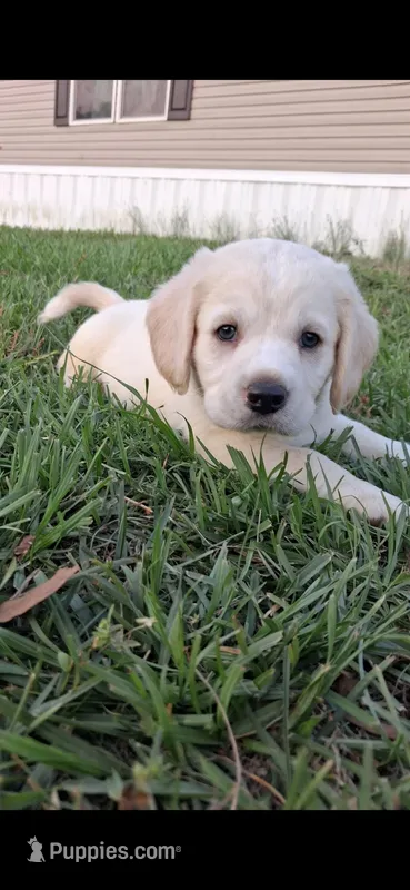 Stark – Cardigan Welsh Corgi, Cocker Spaniel puppy for sale in Moncks Corner, SC
