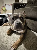 Sunsun, a male American Bully for sale in Stafford, VA – 7 of 10