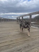 Sunsun, a male American Bully for sale in Stafford, VA – 4 of 10