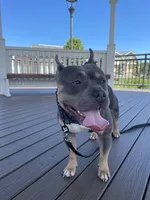 Sunsun, a male American Bully for sale in Stafford, VA – 8 of 10